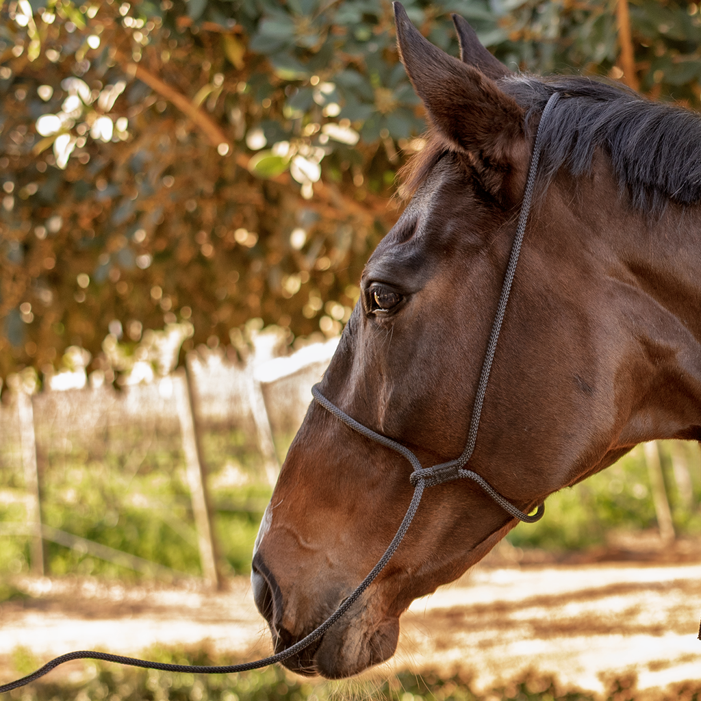 KNOTTED ROPE HALTER 8MM WITH LEAD COB BL