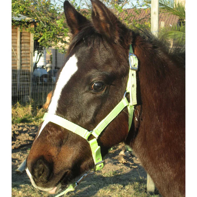 HALTER NYLON FOAL/MINI + LEAD